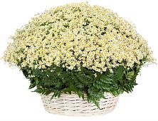 Цветочная композиция из Ромашки в корзине #REPLACE_PRED# Красногорский Республики Марий Эл